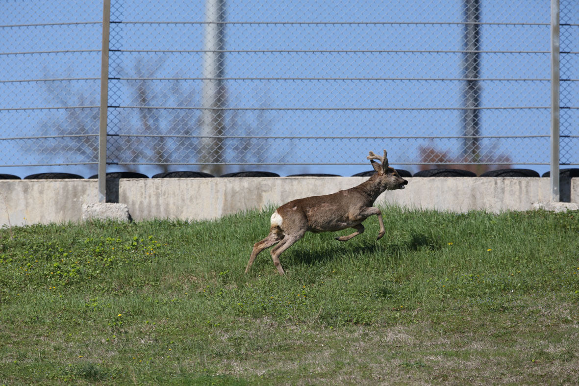 Un capriolo... porschista